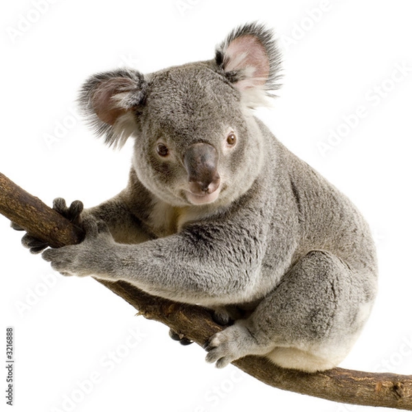 Fototapeta koala