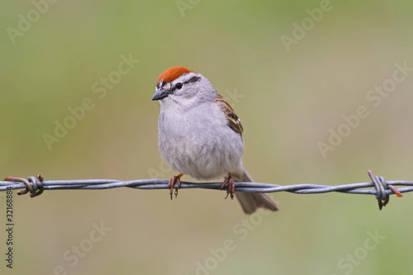 Fototapeta Chipping Sparrow