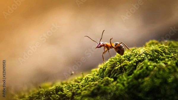 Obraz Forest ant closeup