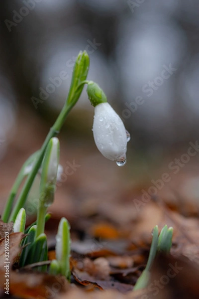 Fototapeta Snowdrop in the forest on a blurred background