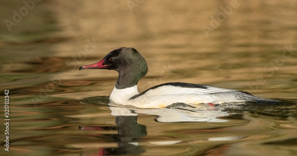 Obraz Goosander Swimming