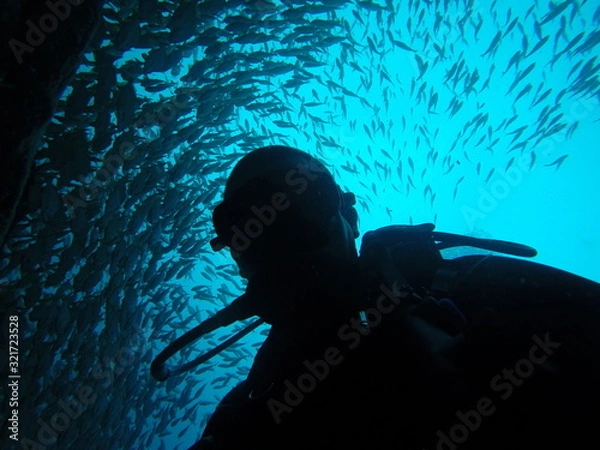 Fototapeta Diver & Fish