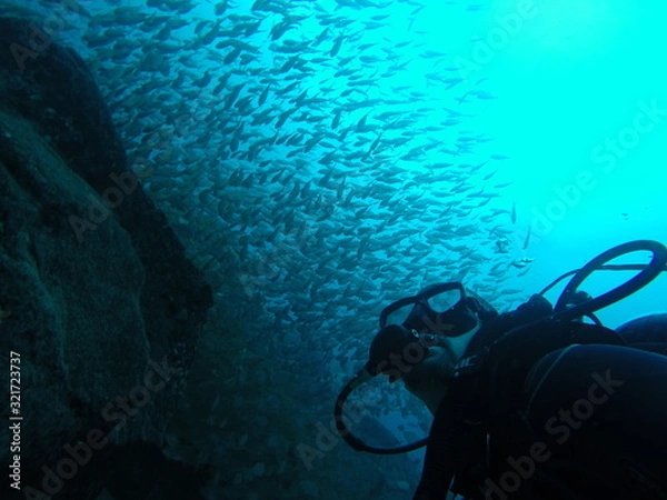 Fototapeta DIver Fish Diving