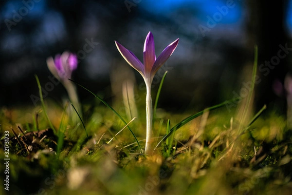 Fototapeta Springtime