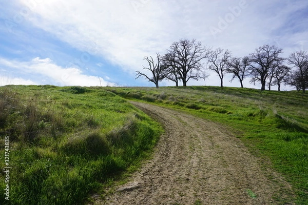 Obraz trail green grass trees and sky