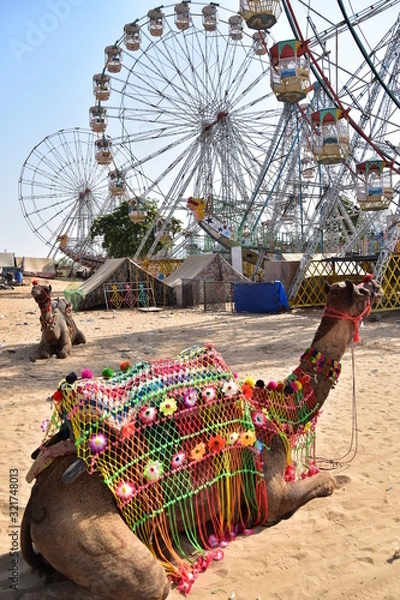 Obraz インドのラジャスタン州のプシュカル　装飾品を付けた美しいラクダと移動遊園地の観覧車
