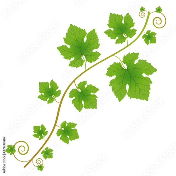 Fototapeta Grapevine branch with leaves on a white background. Decorative element for your design.