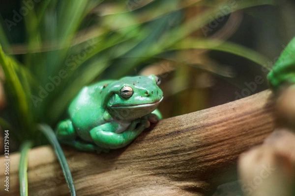 Fototapeta green tree frog