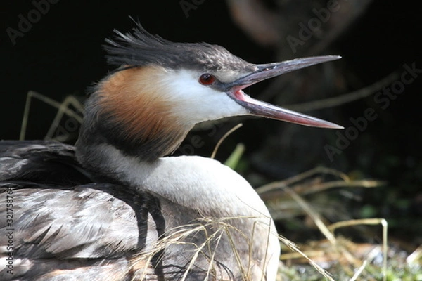 Obraz Brütender Vogel