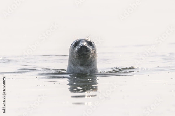 Fototapeta Common seal portrait