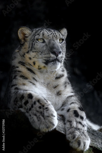 Fototapeta snow leopard portrait