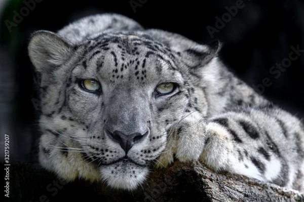 Fototapeta snow leopard portrait