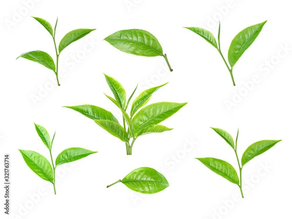 Obraz green tea leaf on white background