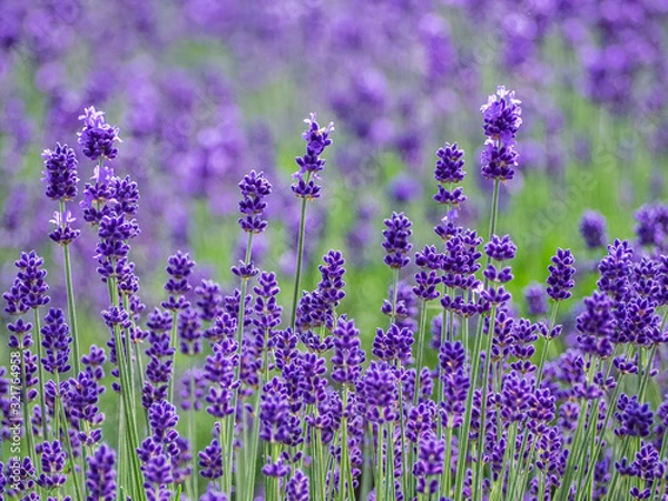 Obraz lawenda lawenda