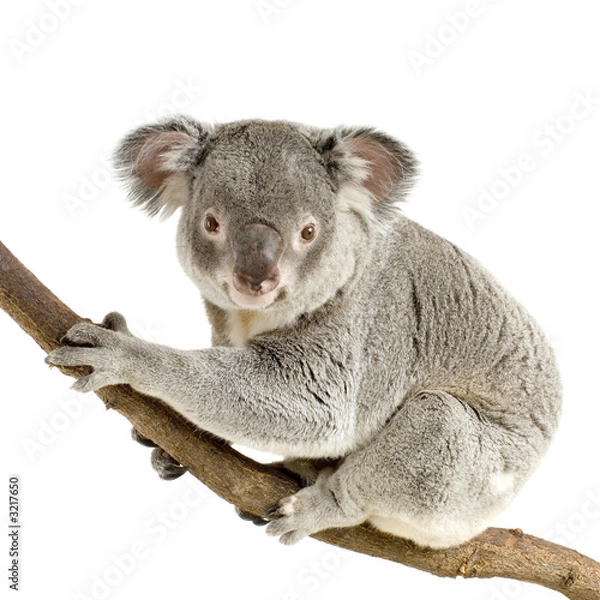 Fototapeta koala
