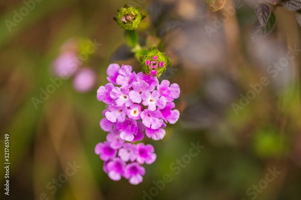 Fototapeta Small flower in purple colour
