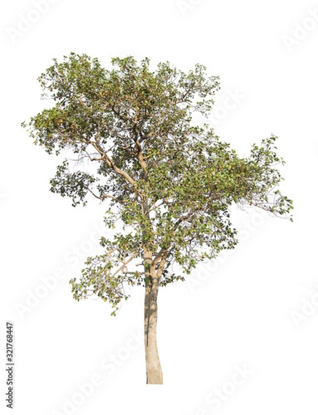 Fototapeta A tree on a white background.