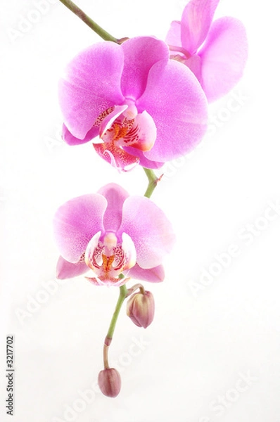 Fototapeta pink orchid