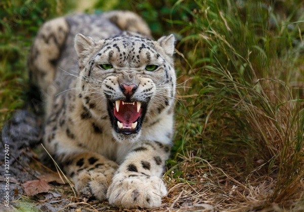 Fototapeta Snow Leopard growls menacingly and wants to attack
