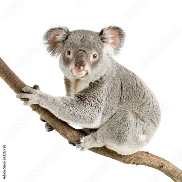 Fototapeta koala