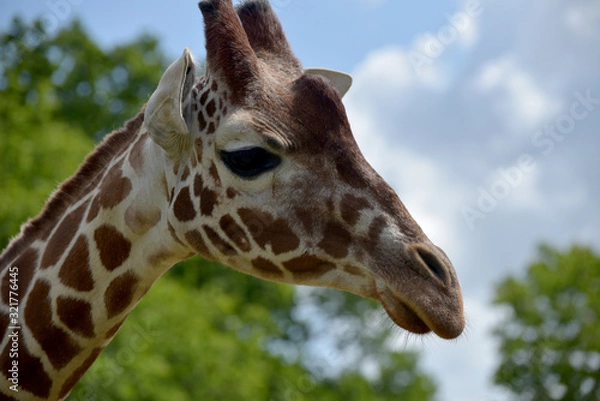 Fototapeta Reticulated giraffes with their patterned hide