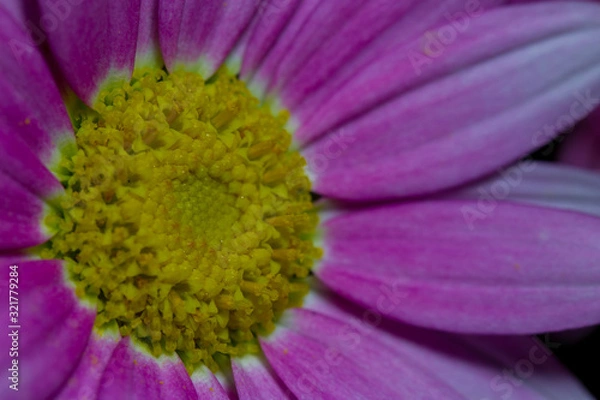 Obraz Magaretenblume