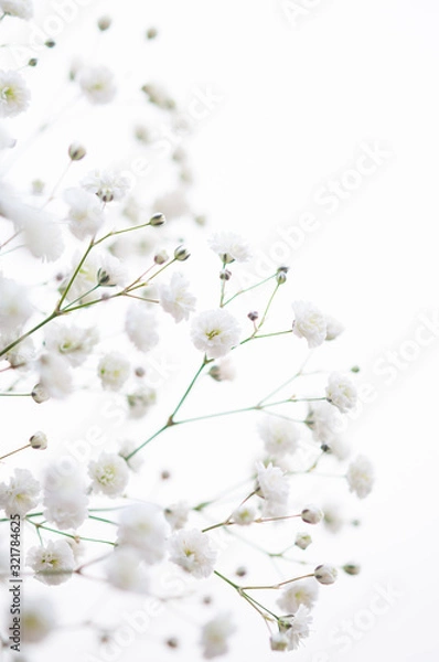 Fototapeta カスミソウ 白背景 右側にコピースペース