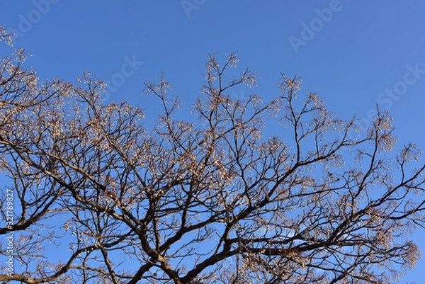 Obraz 日本の岡山の散歩の風景