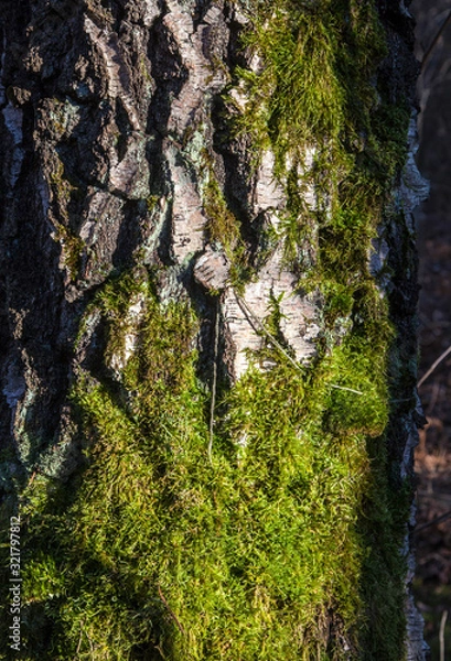 Fototapeta Moss on the tree