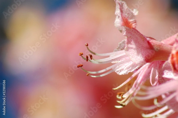 Obraz Flower Happocastan