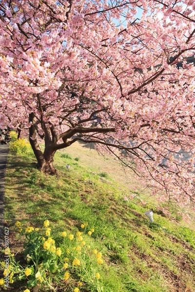 Obraz みなみの桜と菜の花まつり
