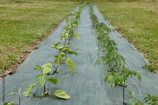 Obraz plant de tomate et d'aubergines sur bâche