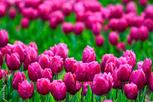 Obraz colorful Tulips in Japan Toyama