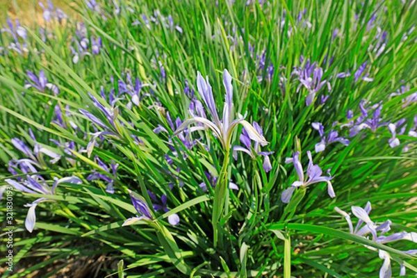 Fototapeta Iris flower in the park