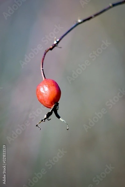 Fototapeta red ants on a branch