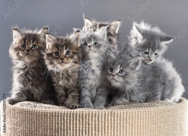Obraz Maine Coon kittens