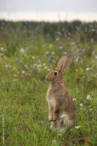 Fototapeta Gray rabbit stands on its hind legs in a flowering summer meadow