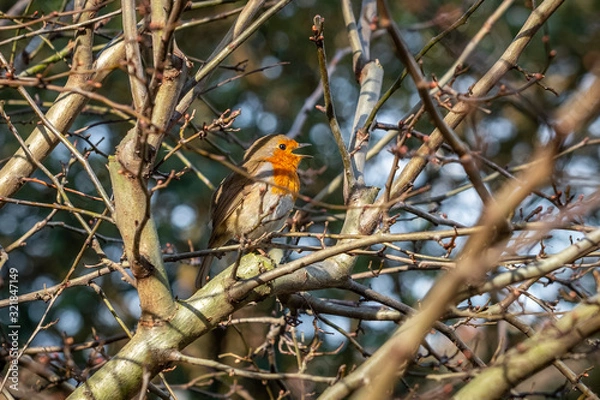 Fototapeta A sweet robin bird singing in a tree on a winter's day