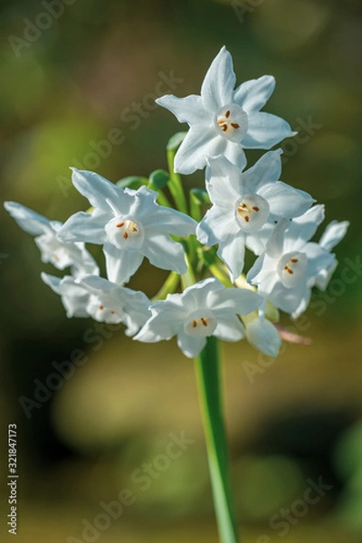 Fototapeta Pretty white flowers (paperwhite narcissus) with a blurred background