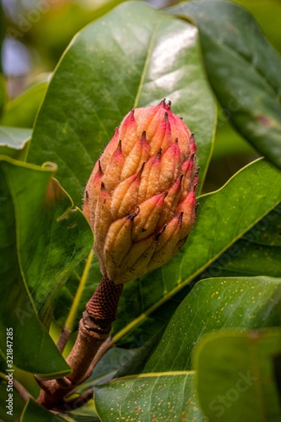 Fototapeta A bright orange bud of a magnolia tree