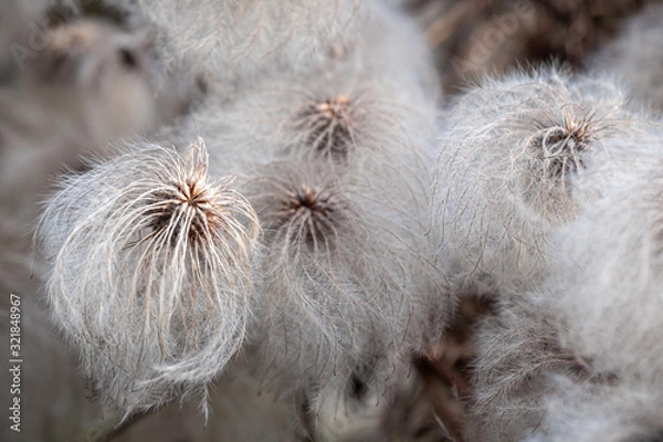 Fototapeta Fluffy white clematis serratifolia