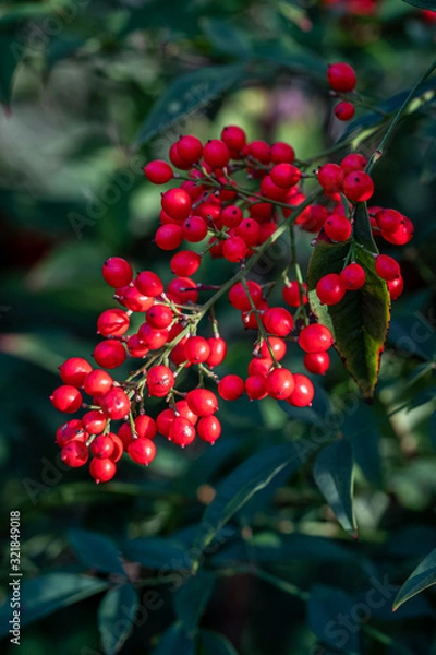 Fototapeta Bright red berries (Berberidaceae) on a green branch