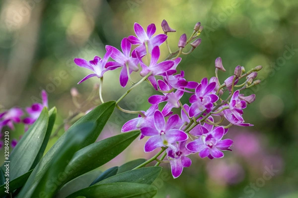 Fototapeta Beautiful pink and white orchids (dendrobium orchid) with a blurred green background