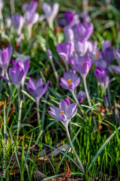Fototapeta A field of crocuses 