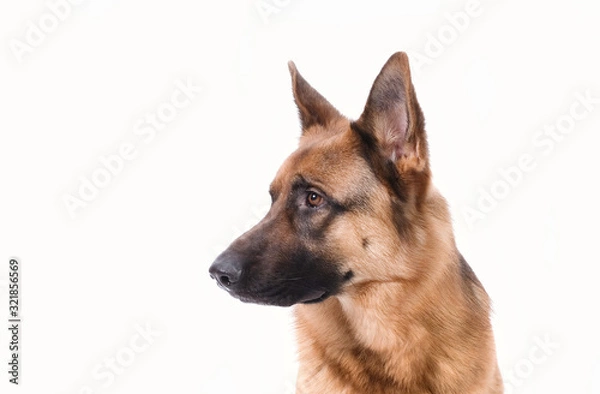Fototapeta Portrait of a German Shepherd head, 3 years old, in front of white background, copy-space