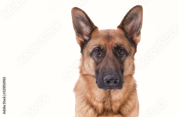 Obraz Portrait of a German Shepherd head, 3 years old, in front of white background, copy-space