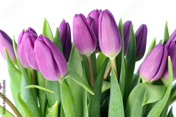 Obraz violet tulips
