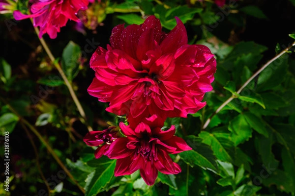 Obraz フラワーガーデン