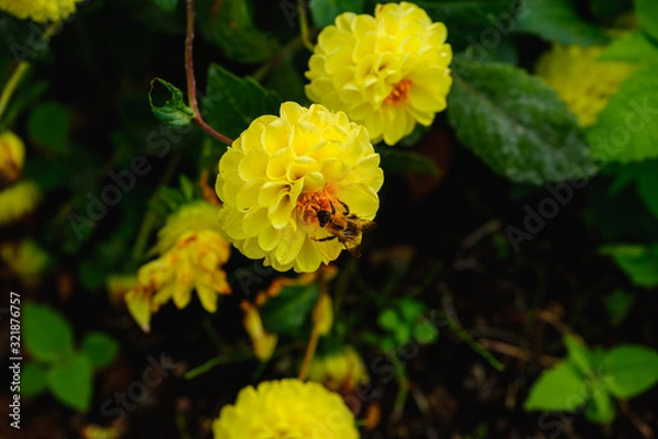 Obraz フラワーガーデン