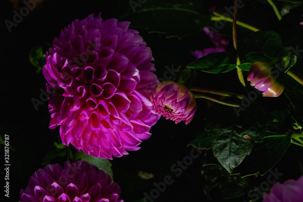 Obraz フラワーガーデン